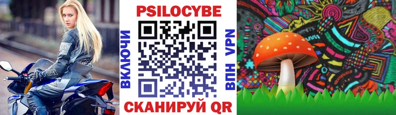 купить  сайты  Жиздра  MEGA как зайти  Псилоцибиновые грибы Cubensis 